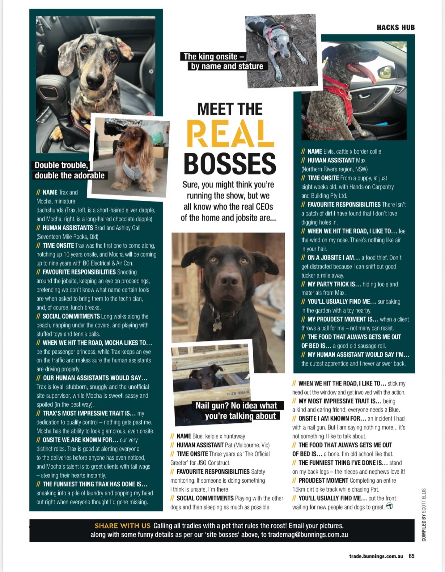 Spot the familiar faces Our real bosses Trax & Mocha made the latest Bunnings Trade magazine! #bunningstrademagazine #bunnings #dachshunds