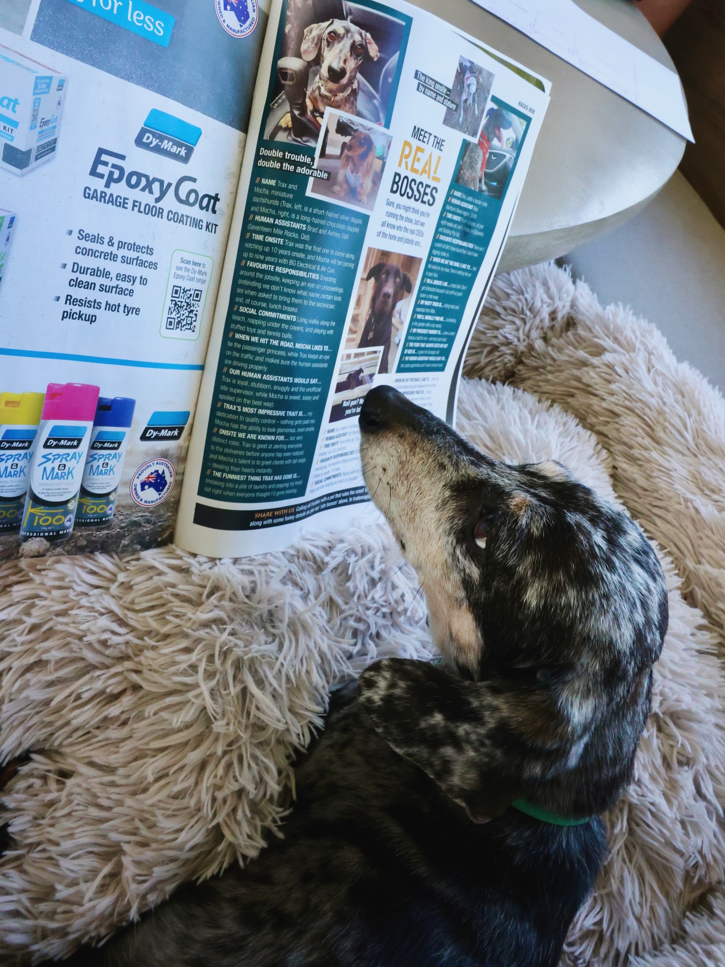 Trax & Mocha are pretty happy with themselves they made the @bunningstradeau @bunnings magazine ✔️